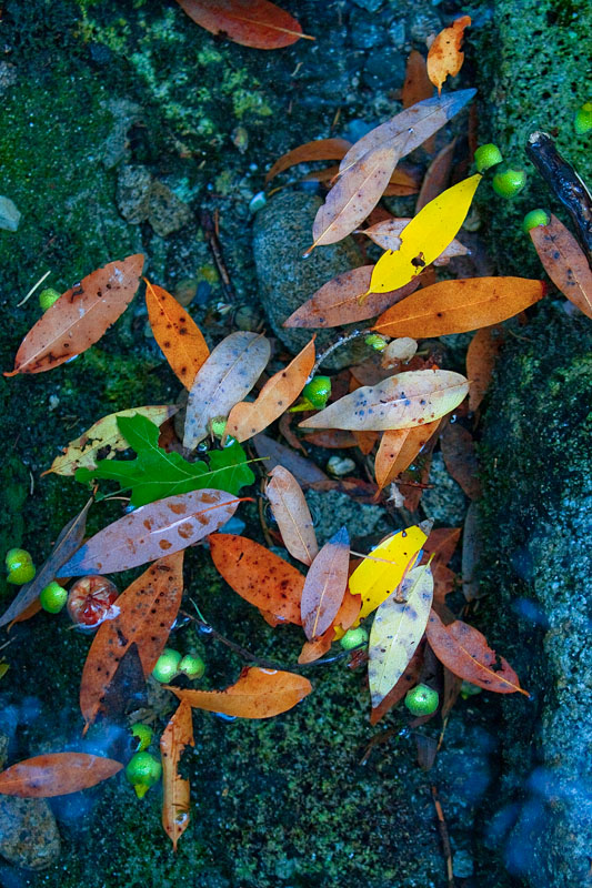 Flowing Leaves