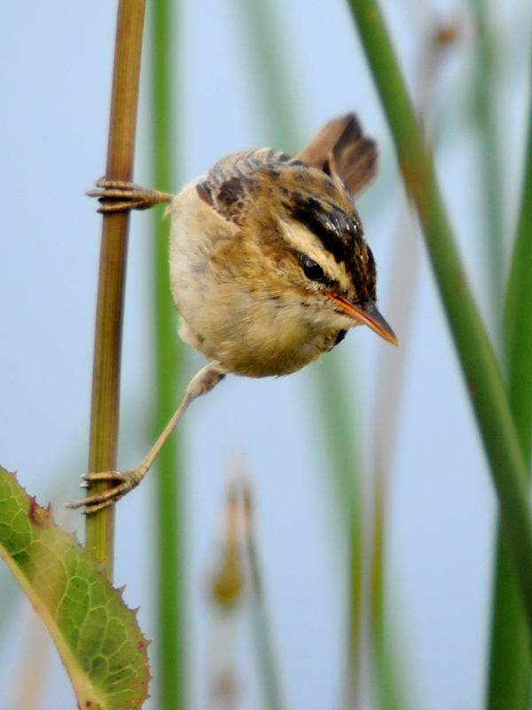 Sedge Warbler