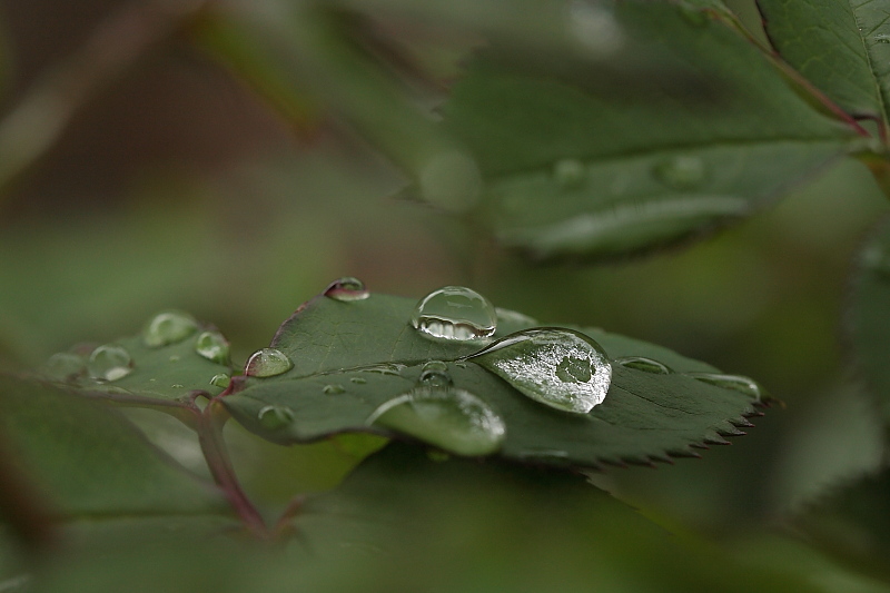 drops