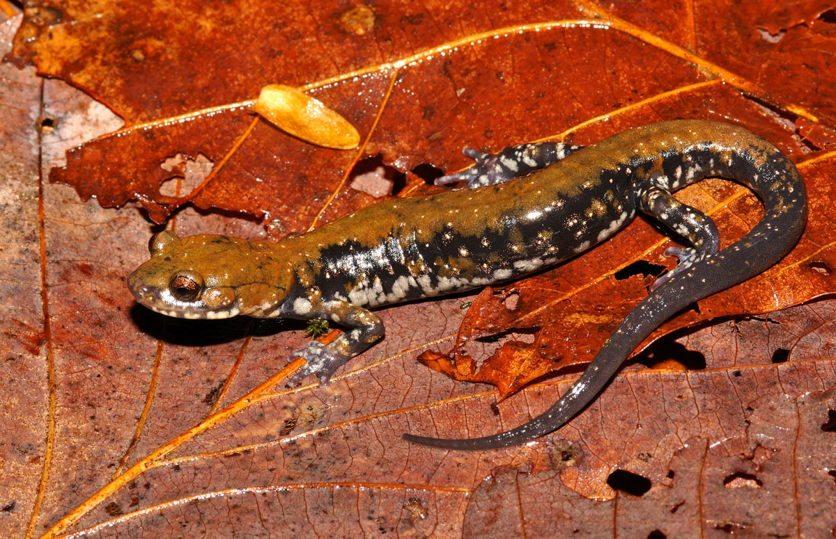 Pigeon Mountain Salamander