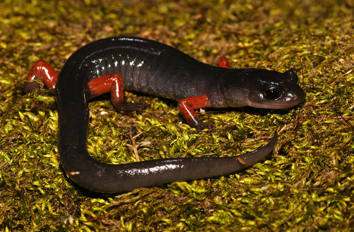Red-legged Salamander