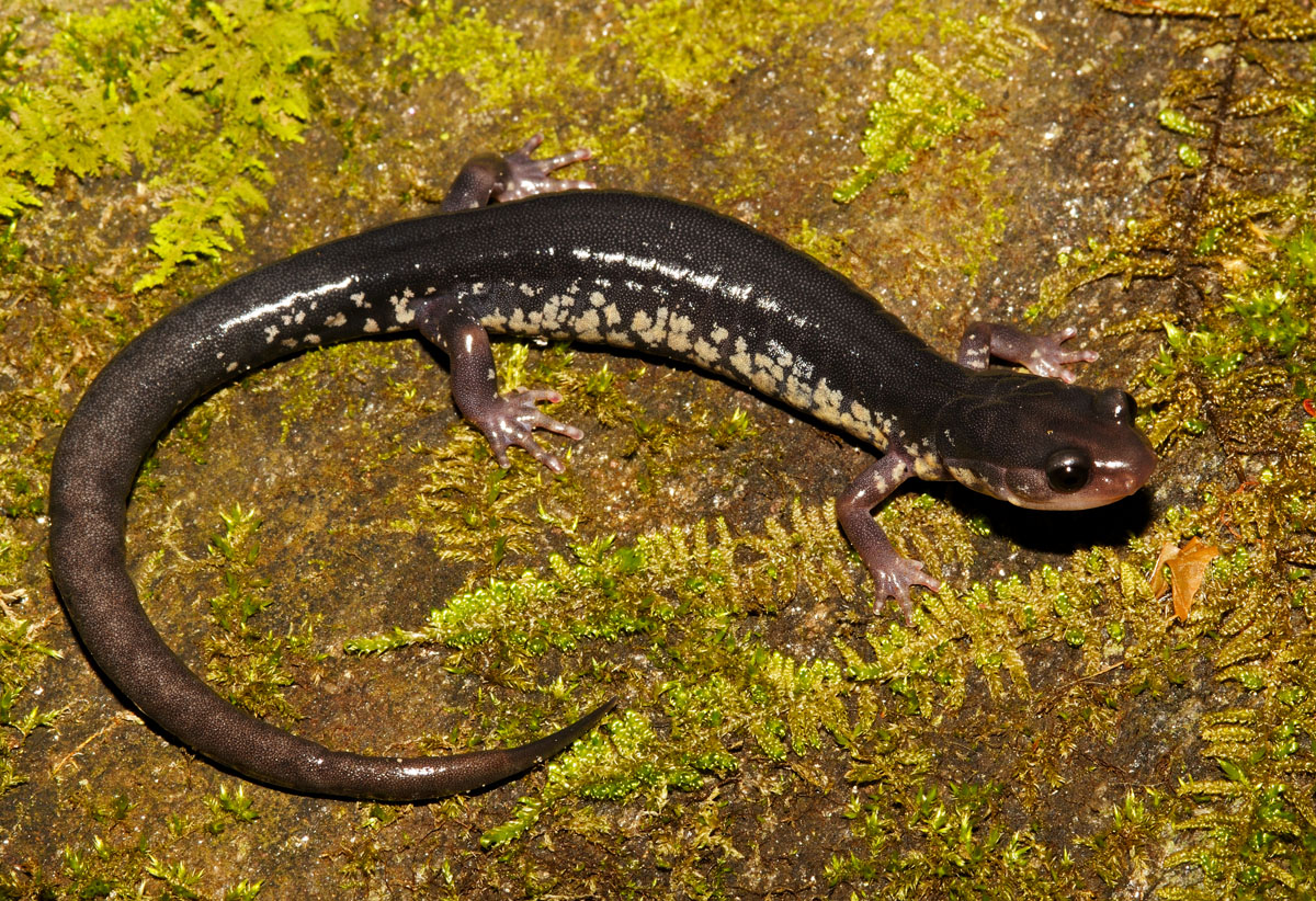 Chattahoochee Slimy Salamander