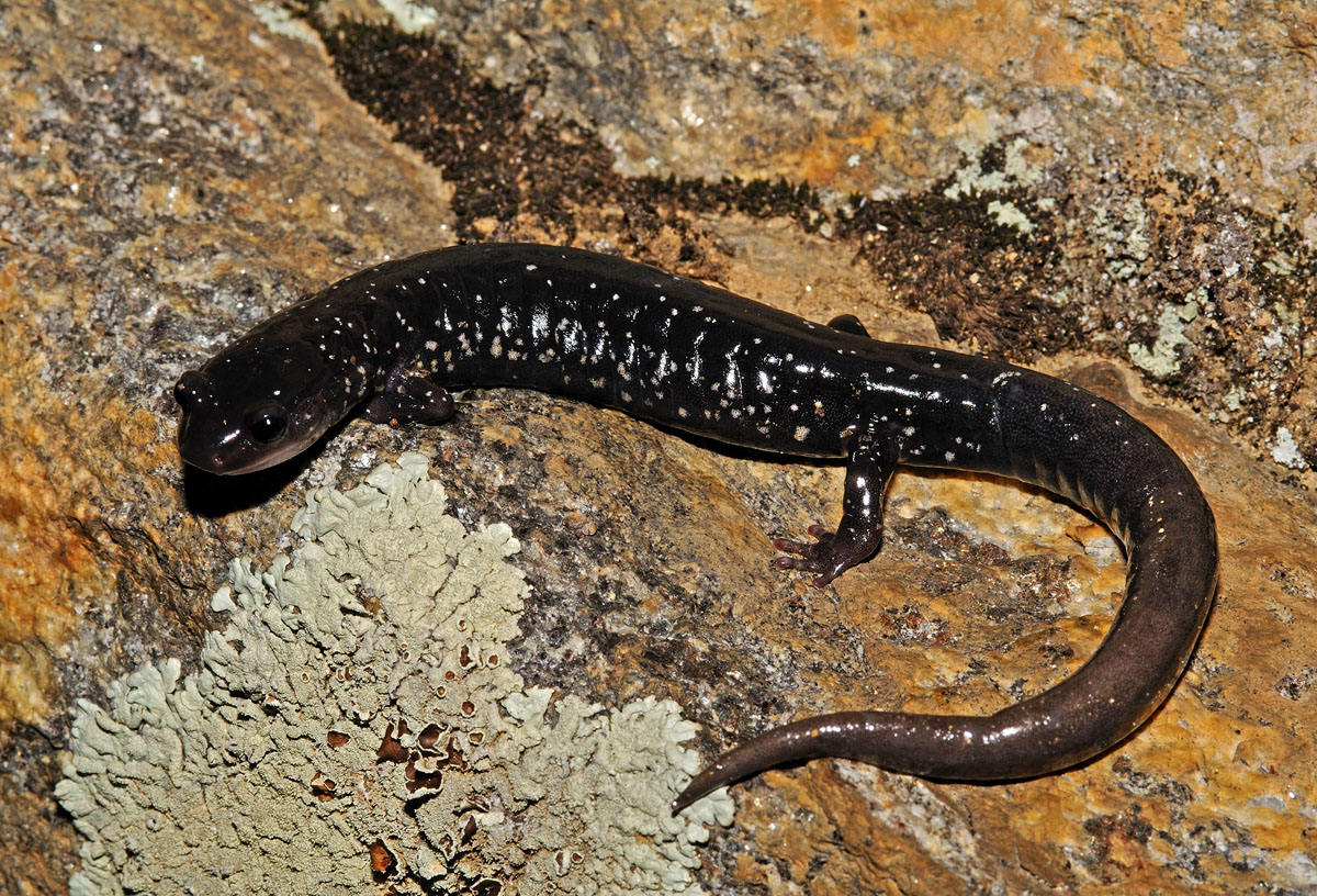 Southern Appalachian Salamander