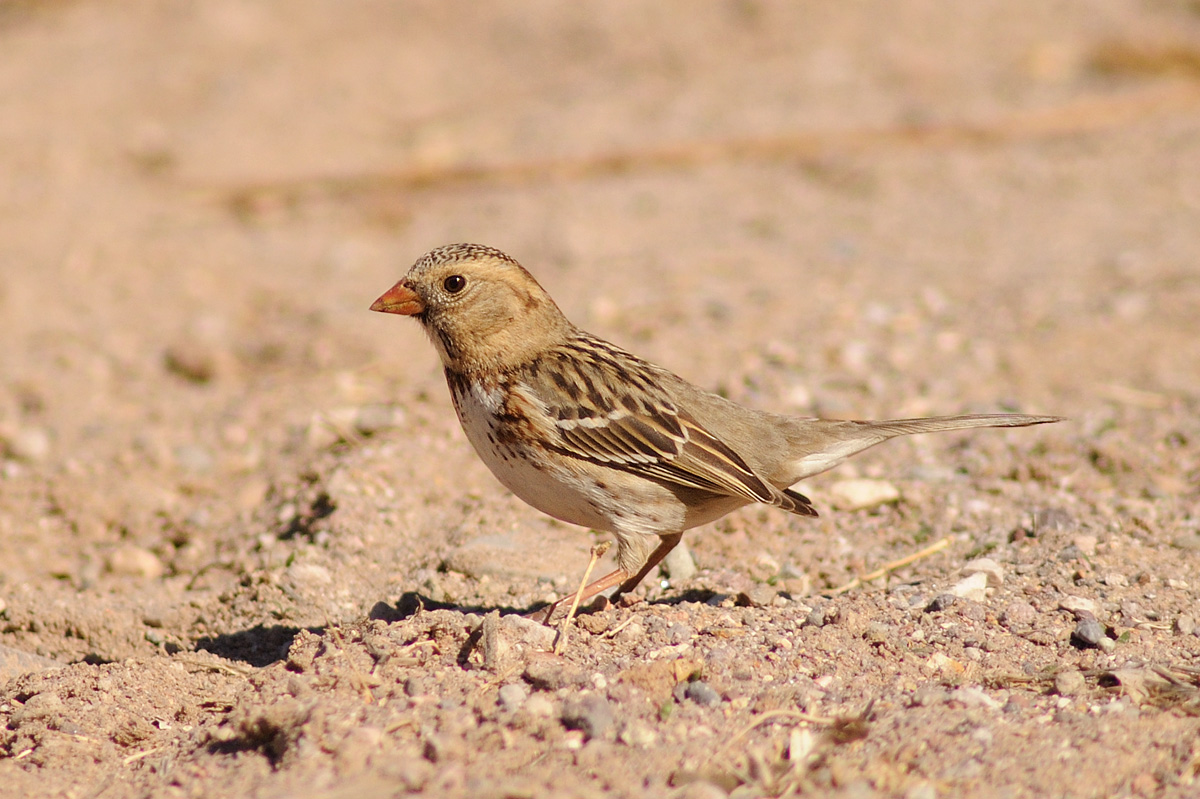 Harriss Sparrow