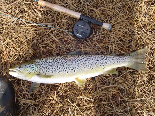 Fallegur fiskur