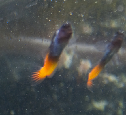 Bi Color Blenny