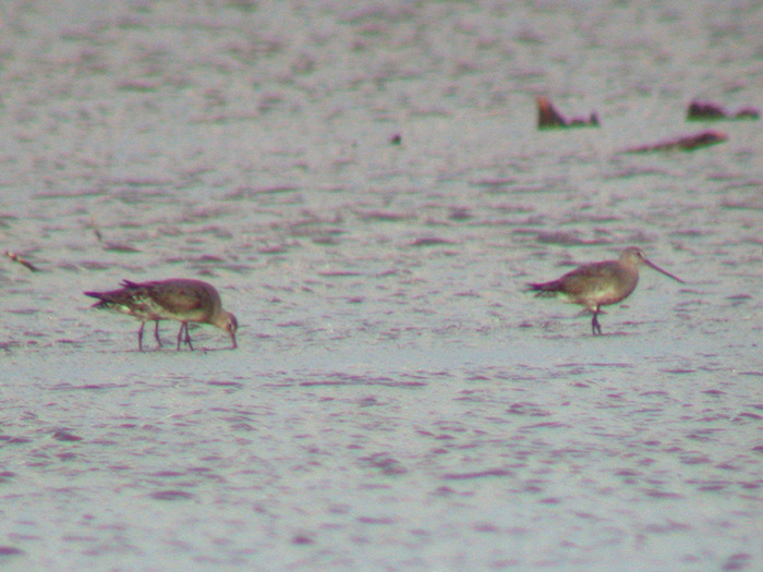 Hudsonian Godwits