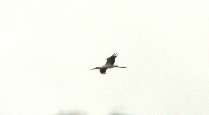 Wood Stork