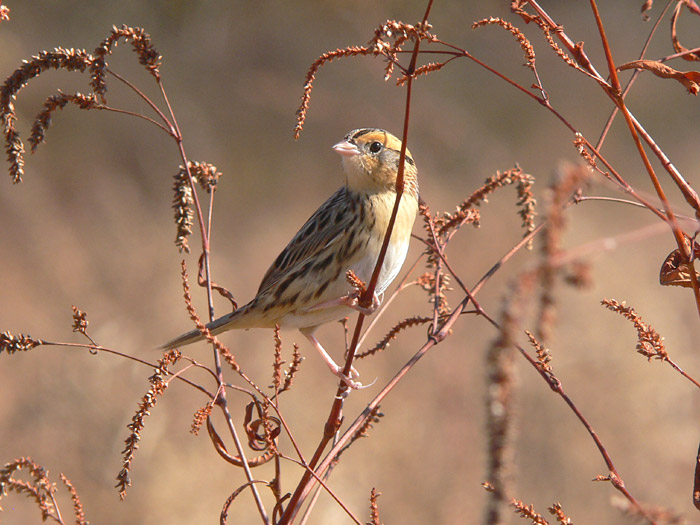 LeContes Sparrow