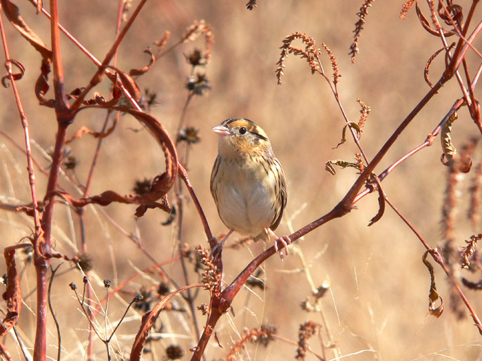 LeContes Sparrow