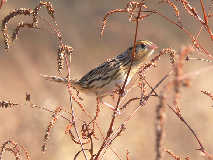 LeContes Sparrow