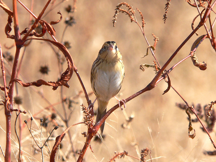 LeContes Sparrow