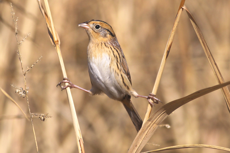 LeContes Sparrow