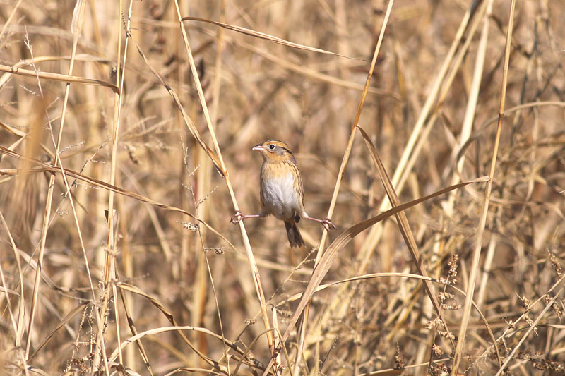 LeContes Sparrow