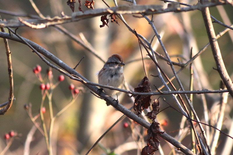 American Tree Sparrow