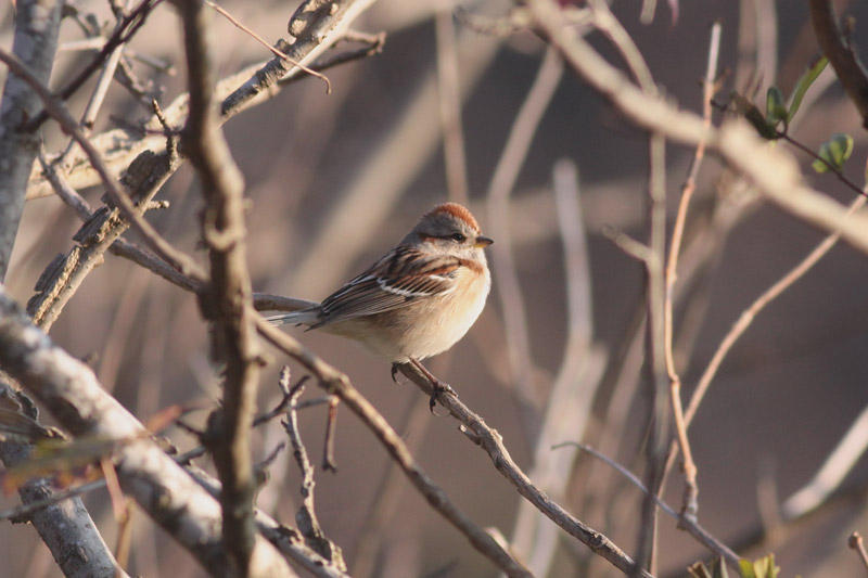 American Tree Sparrow
