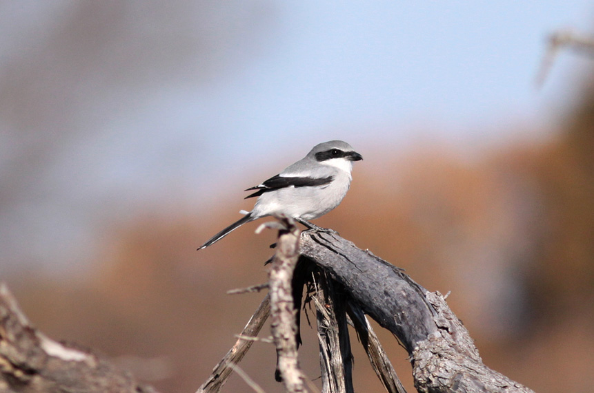 Loggerhead Shrike