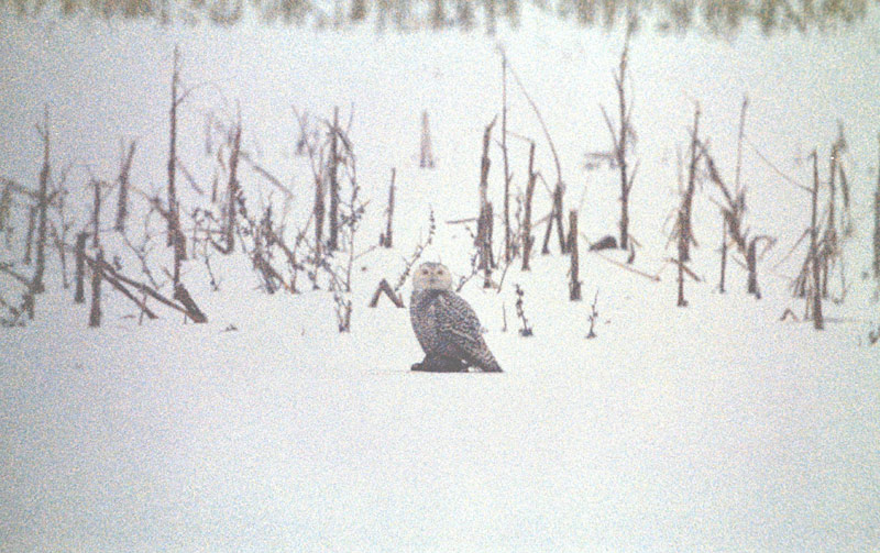 Snowy Owl