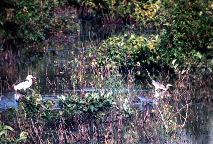 Tricolored Heron