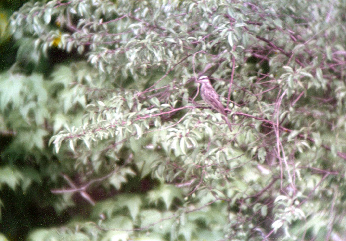 Variegated Flycatcher