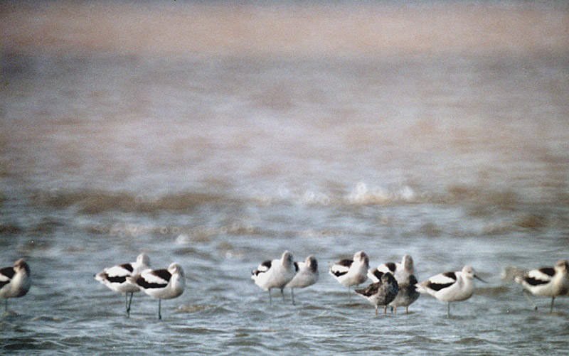 American Avocets