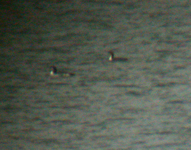 Pacific Loon