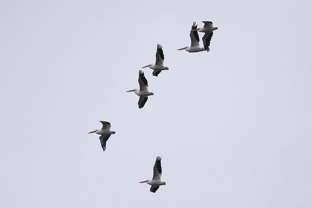 American White Pelicans
