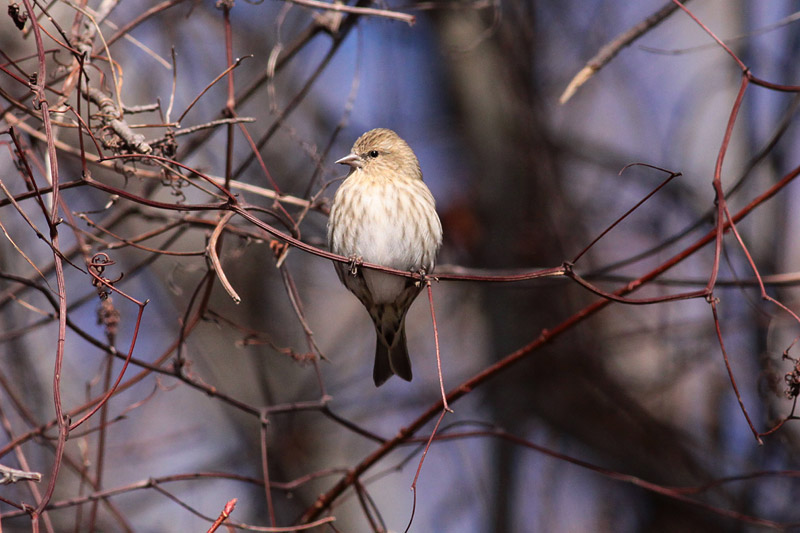 Pine Siskin