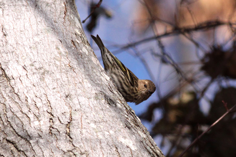 Pine Siskin
