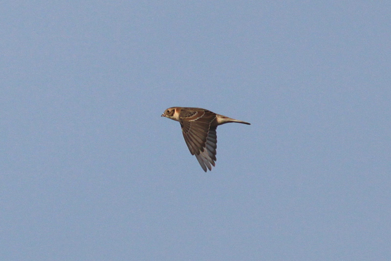 Lapland Longspur in flight