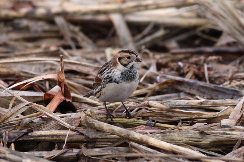 Lapland Longspur