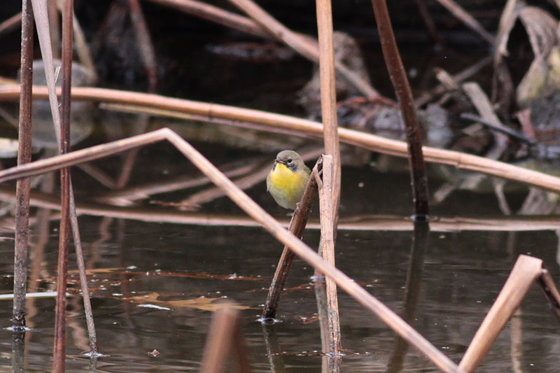 Common Yellowthroat