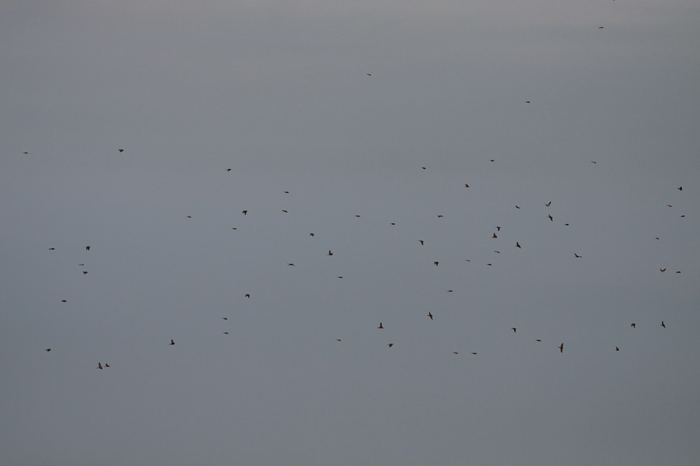 Longspur flock