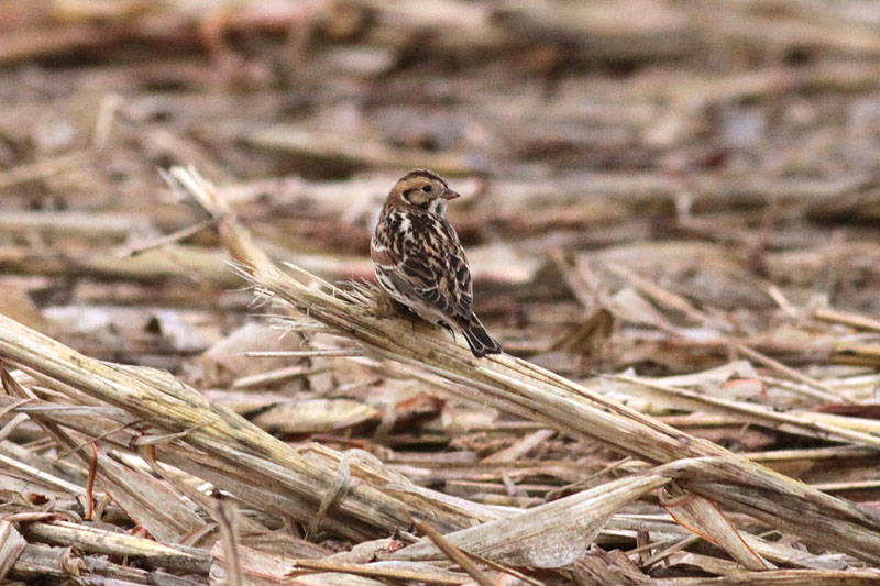 Lapland Longspur