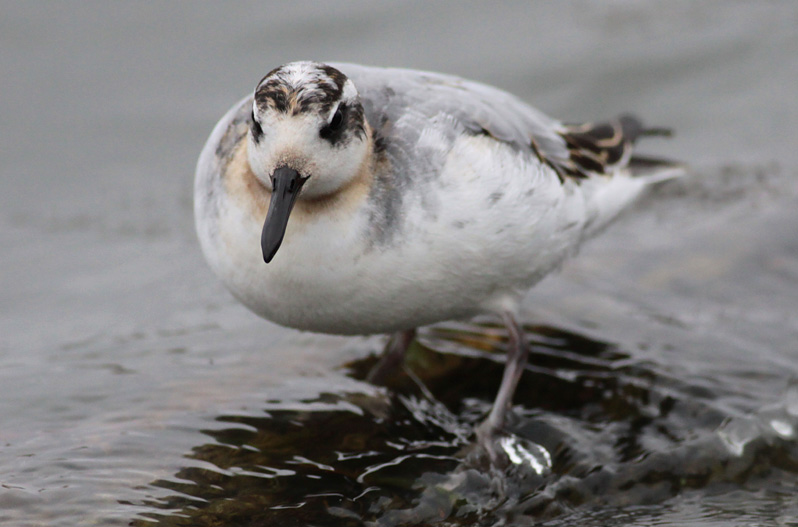 Red Phalarope
