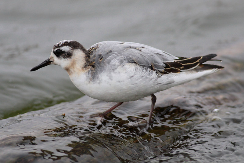 Red Phalarope