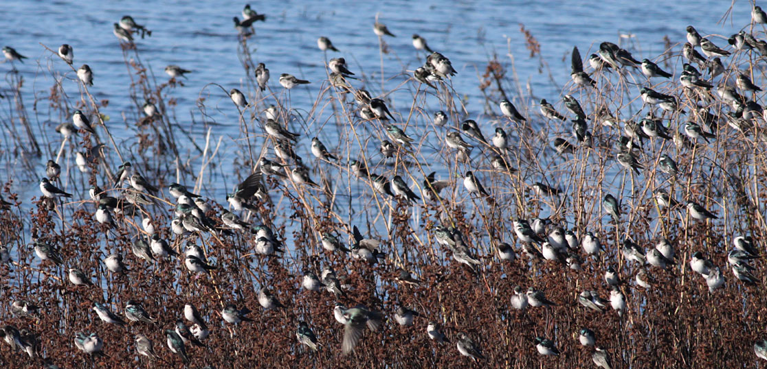 Tree Swallows