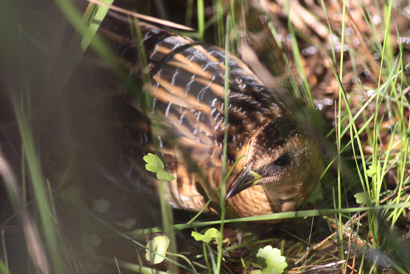 Yellow Rail