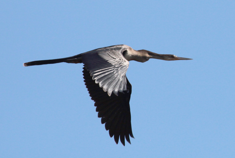 Anhinga