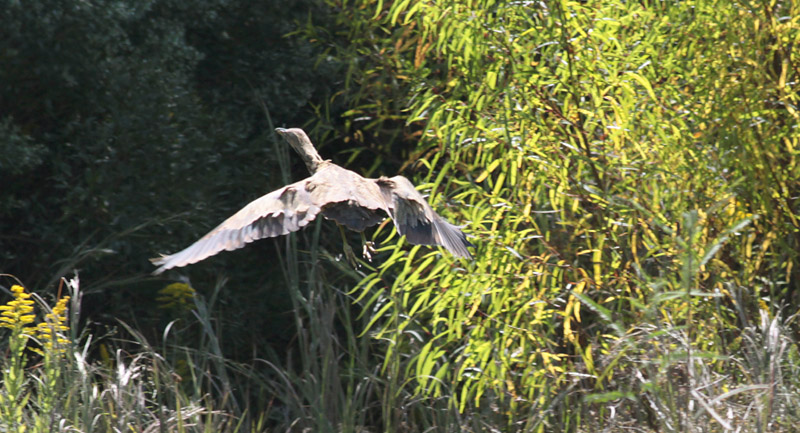 American Bittern