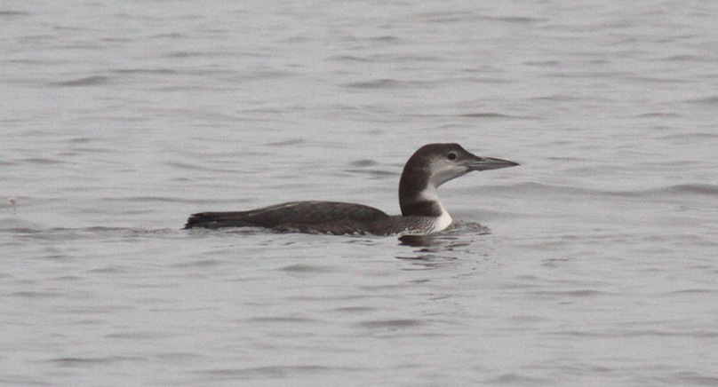 Common Loon