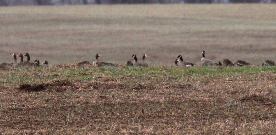 Cackling Geese & Greater White-fronted Geese