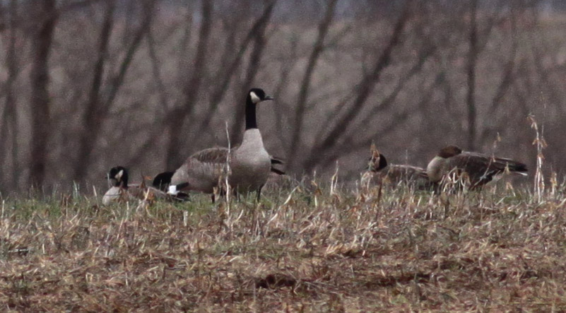 Cackling, Canada, and Greater White-fronted Geese