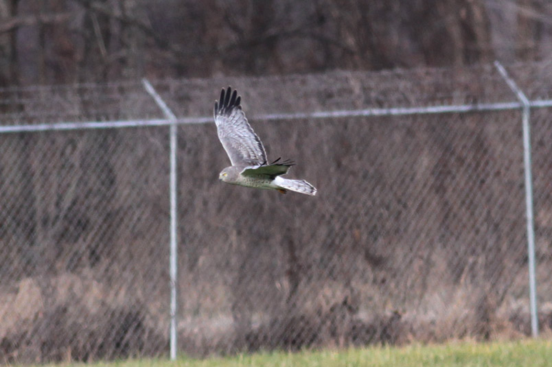 Northern Harrier