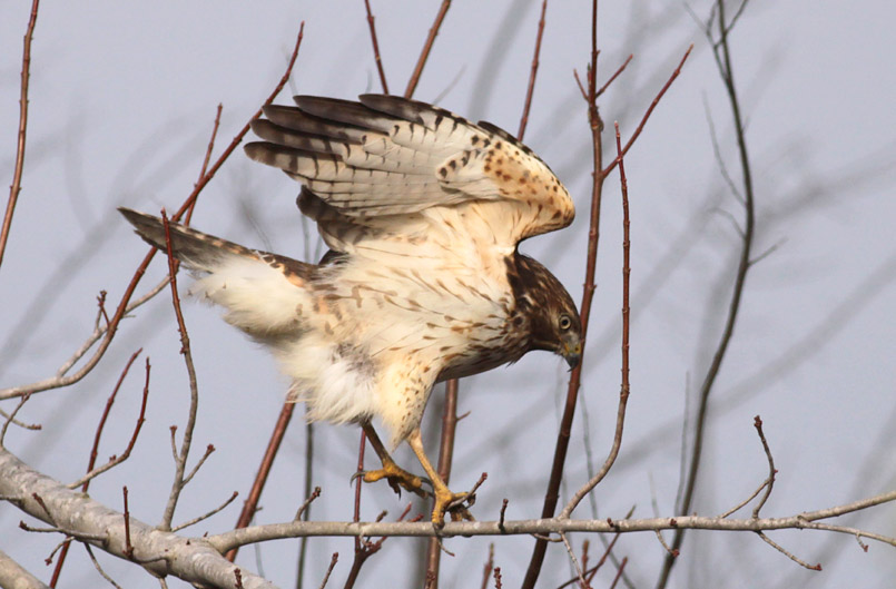 Red-shouldered Hawk