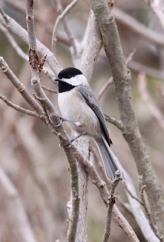 Carolina Chickadee