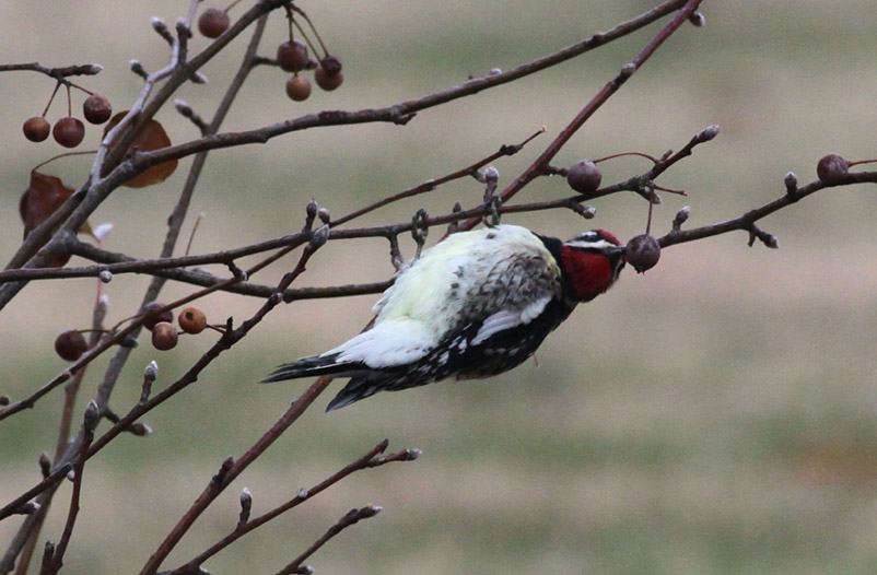 Yellow-bellied Sapsucker