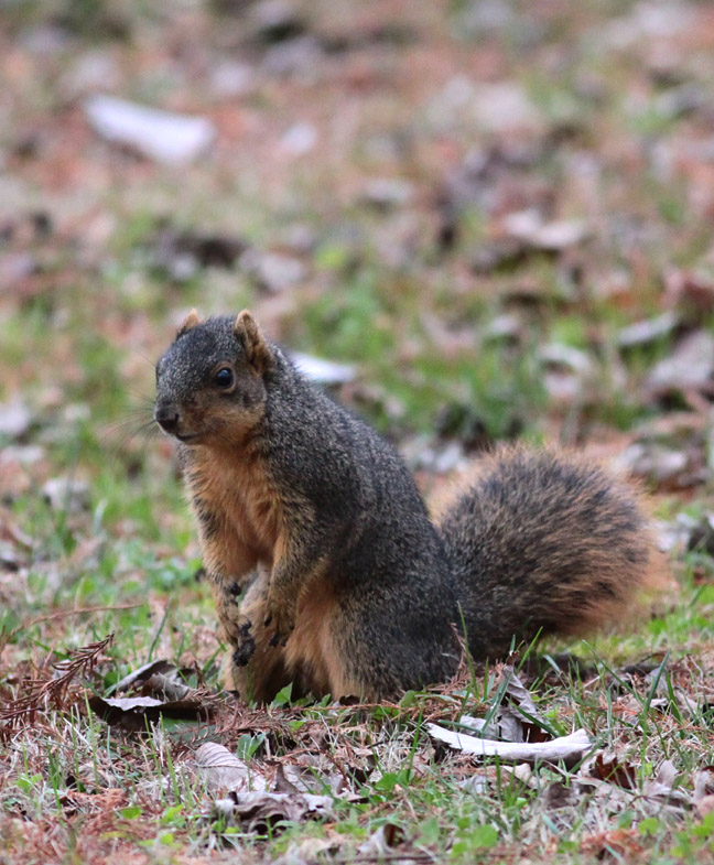 Fox Squirrel