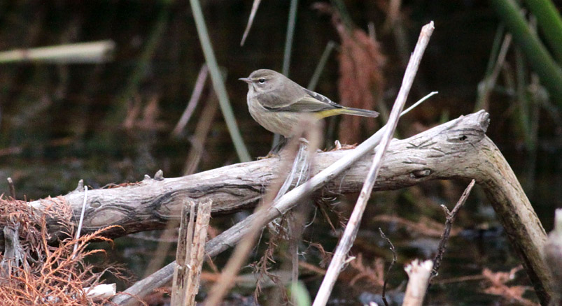 Palm Warbler