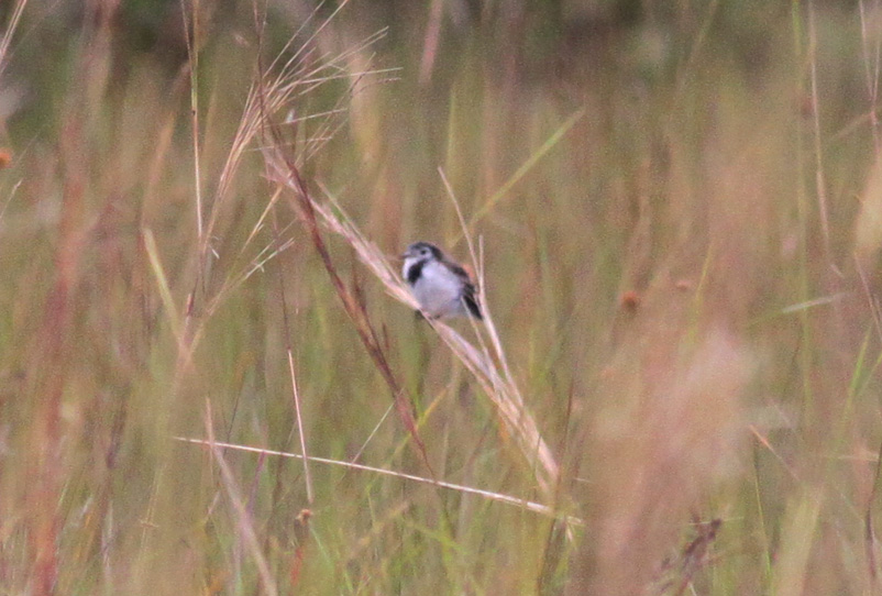 Cock-tailed Tyrant